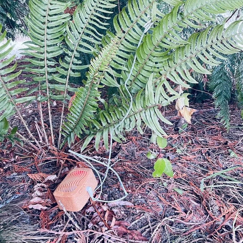 Making Ambient Music with Plants